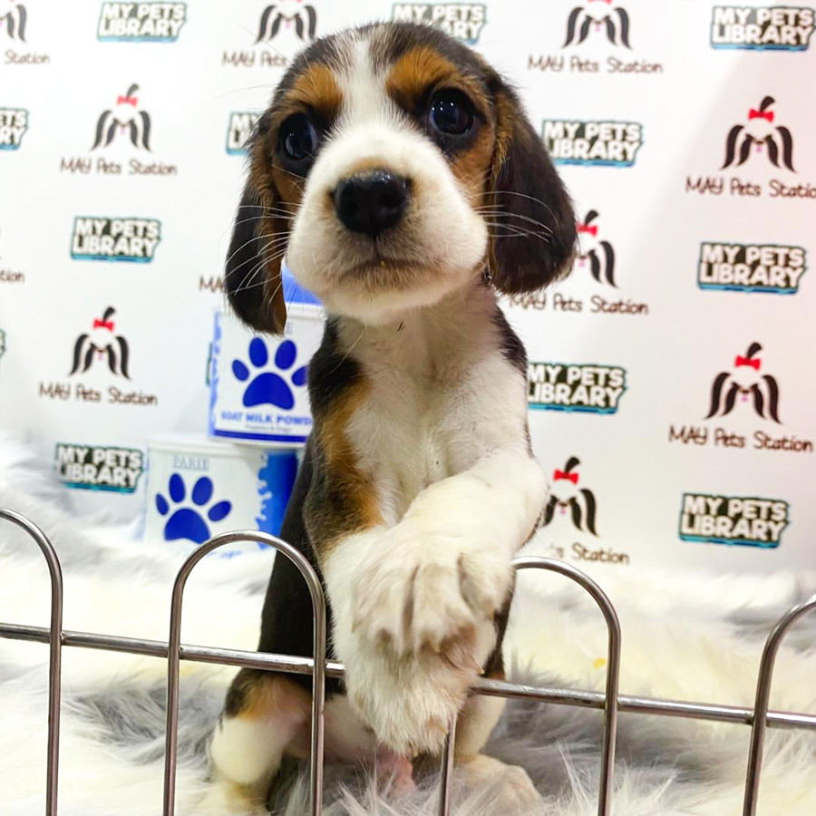 Beagle Puppy (Male) For Sale