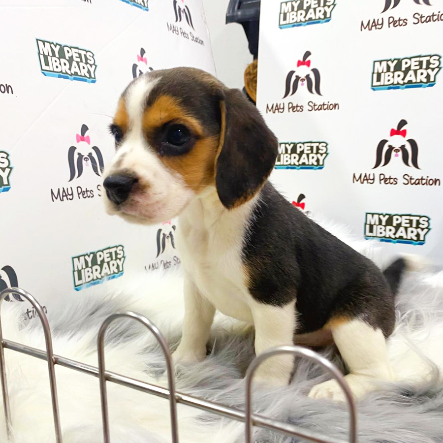 Beagle Puppy (Male) For Sale
