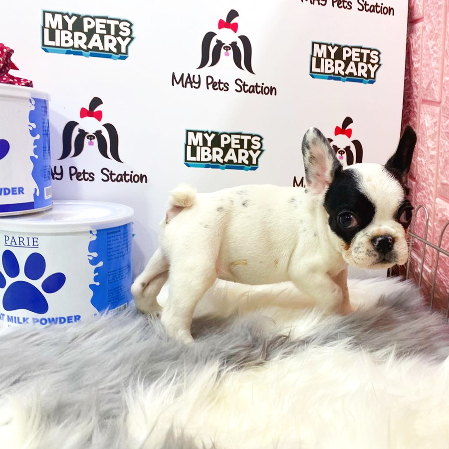 French Bulldog Puppy (Female) For Sale