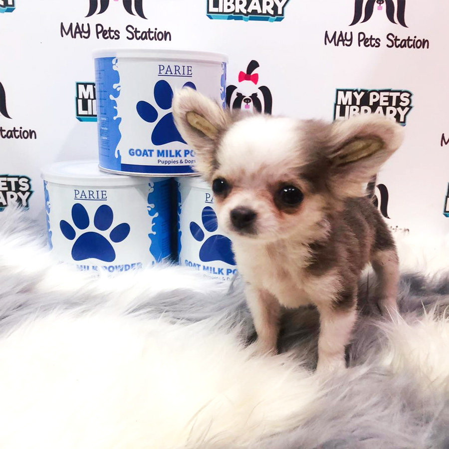 Chihuahua Puppy For Sale