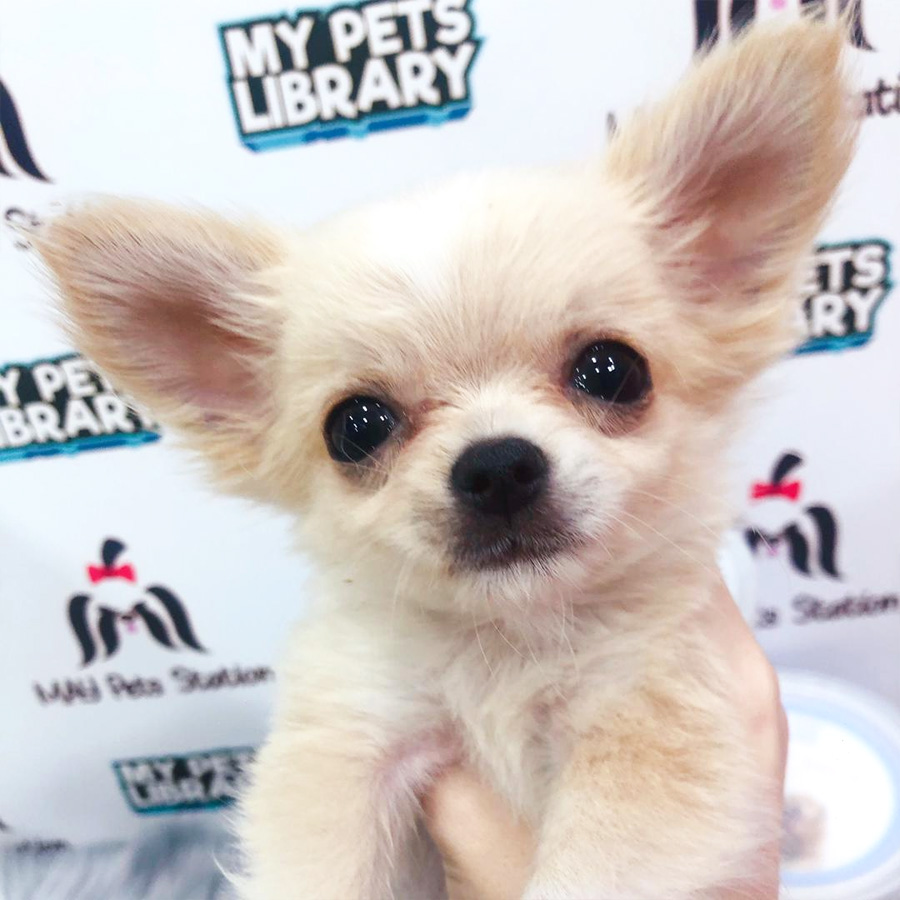 Chihuahua Puppy For Sale