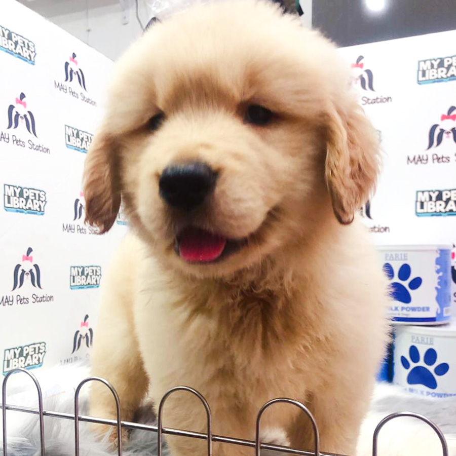 Golden Retriever Puppy (Female) For Sale