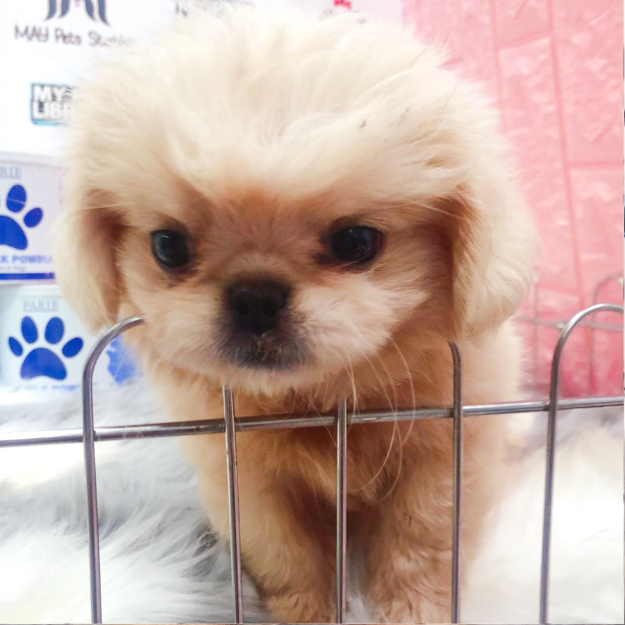 Pekingese Puppy For Sale