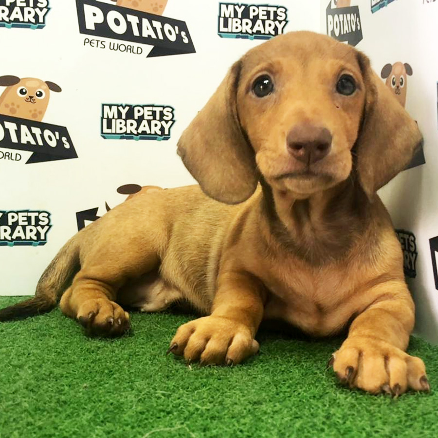Mini Dachshund Puppy For Sale