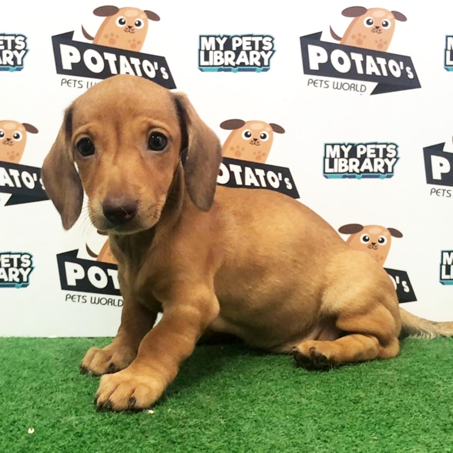 Mini Dachshund Puppy For Sale