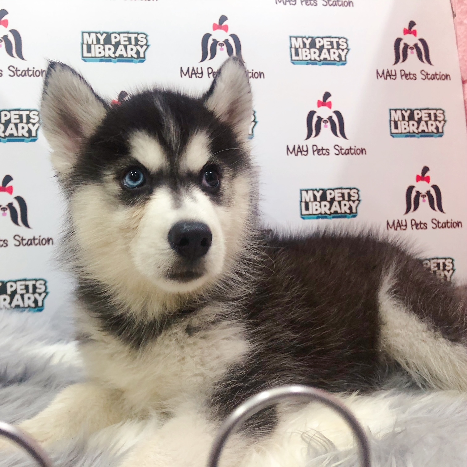 Wooly Husky Puppy For Sale (Female)