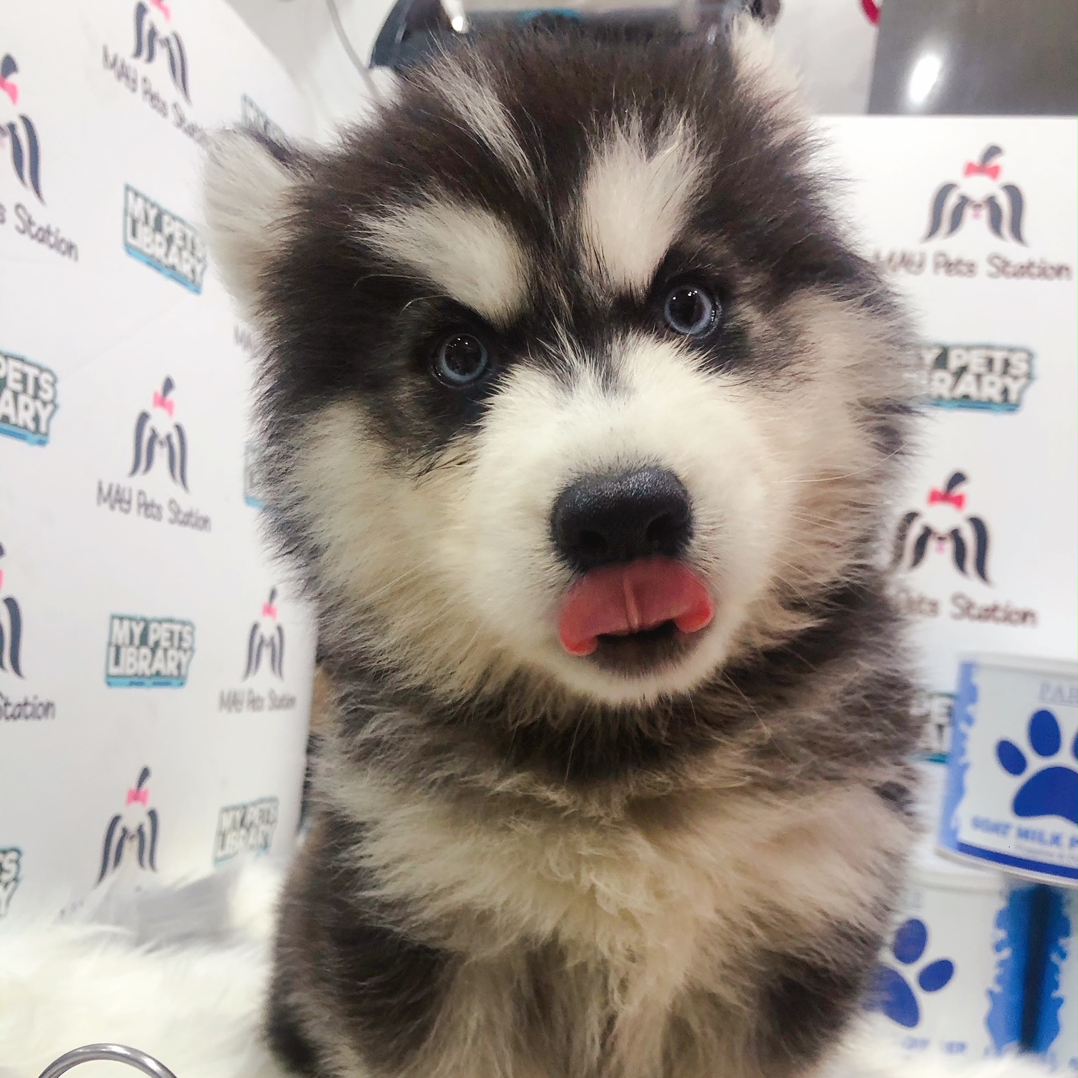 Wooly Husky Puppy For Sale