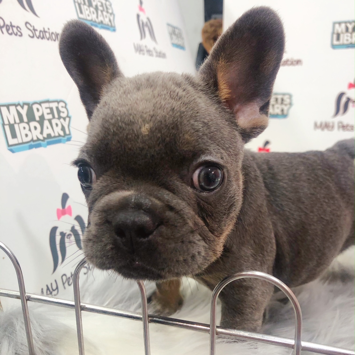 Blue and Tan Frenchie Puppy For Sale