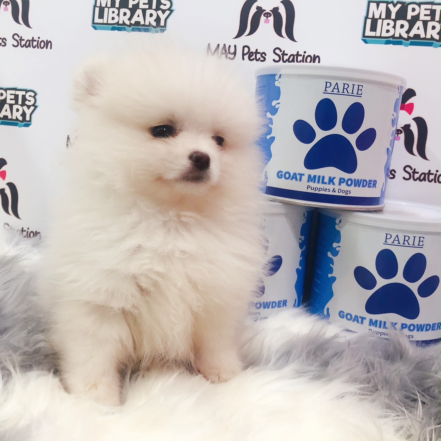 Pomeranian Puppy For Sale (Male)