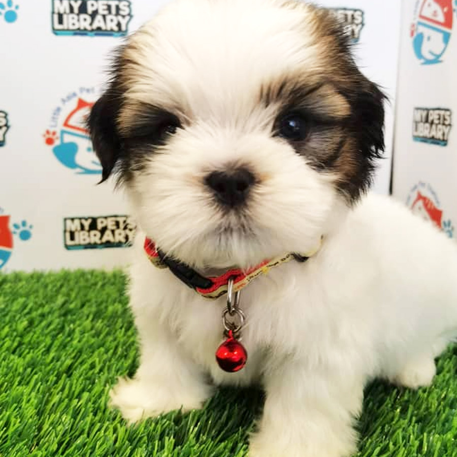 Shih Tzu Puppy (Female) For Sale
