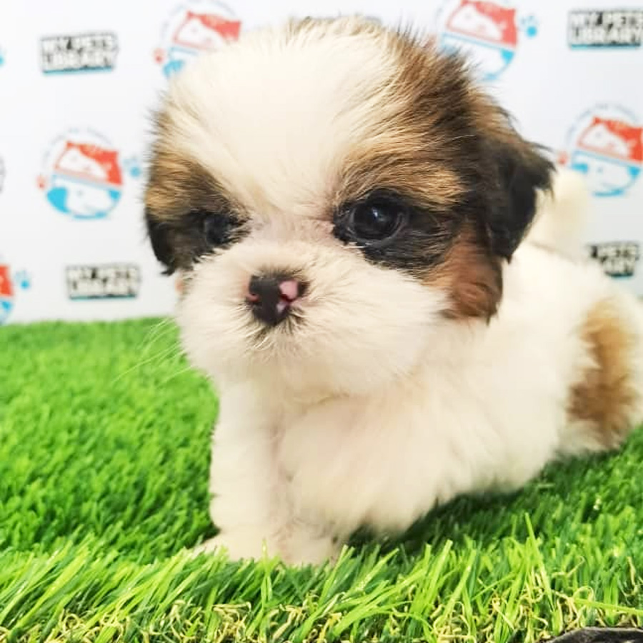 Shih Tzu Puppy (Male) For Sale