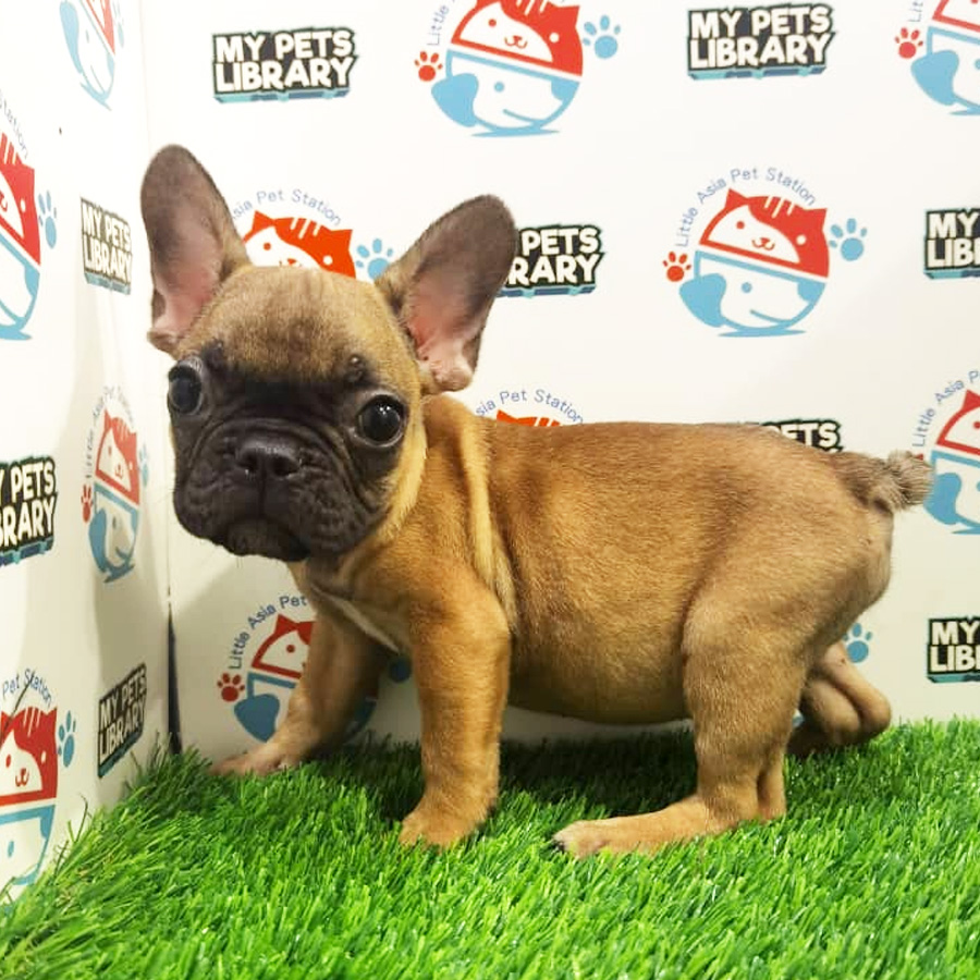 French Bulldog Puppy (Male) For Sale