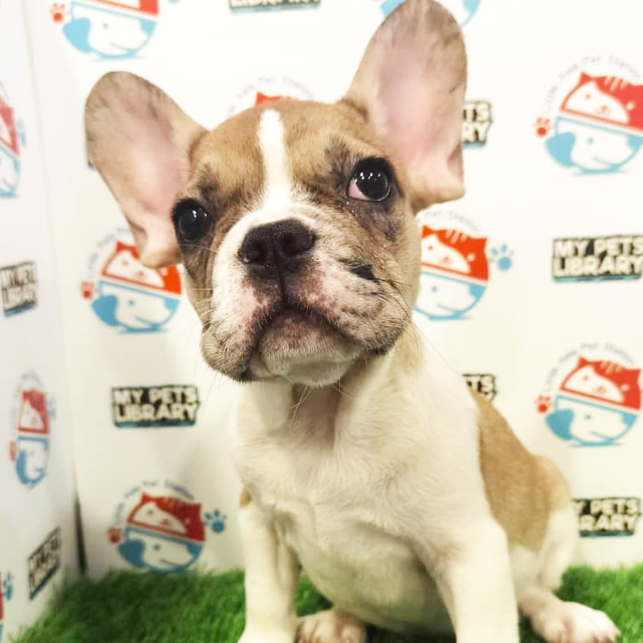 French Bulldog Puppy (Male) For Sale