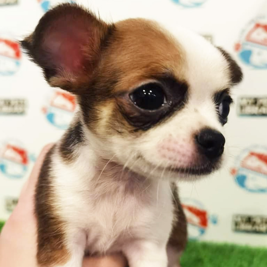 Chihuahua Puppy For Sale