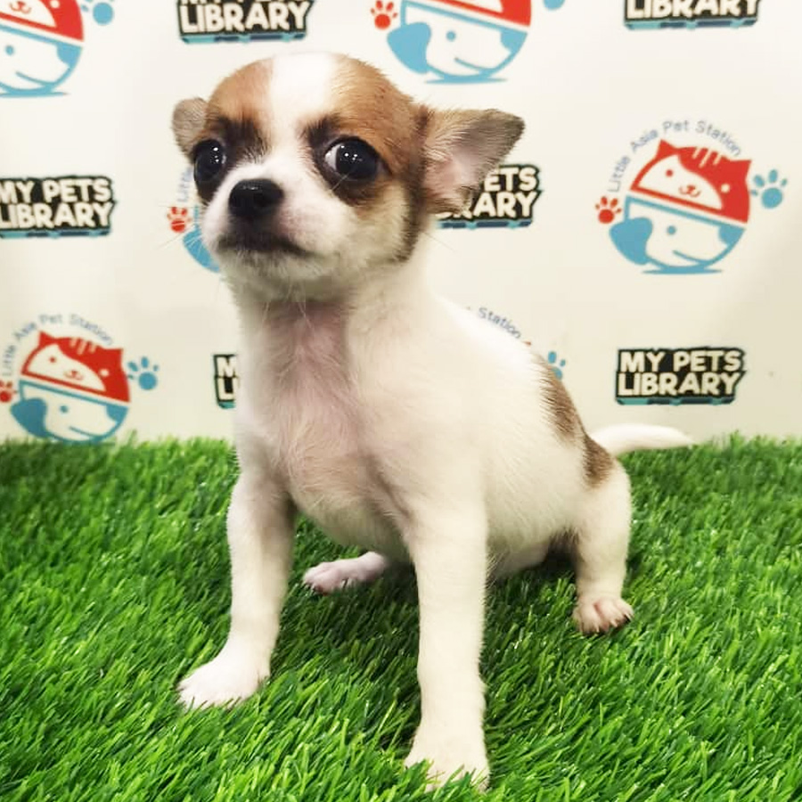 Chihuahua Puppy For Sale