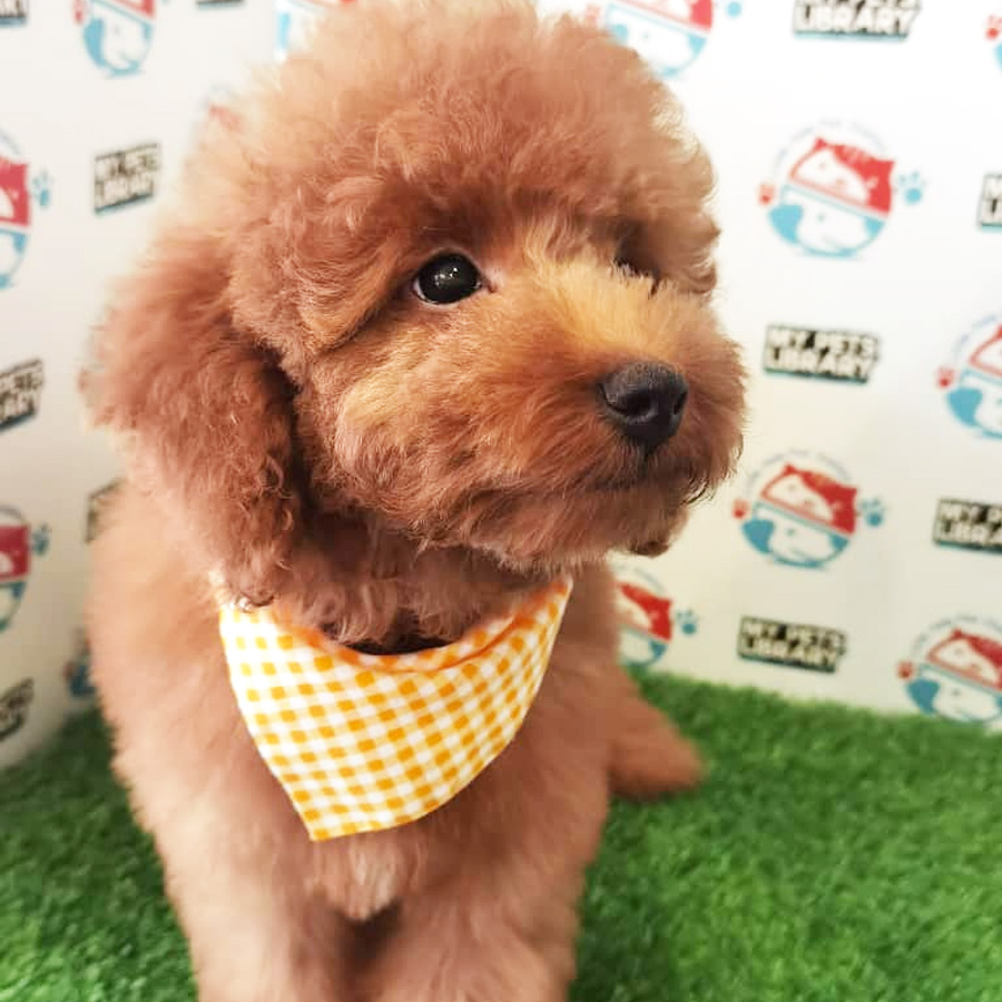 Toy Poodle Puppy (Male) For Sale