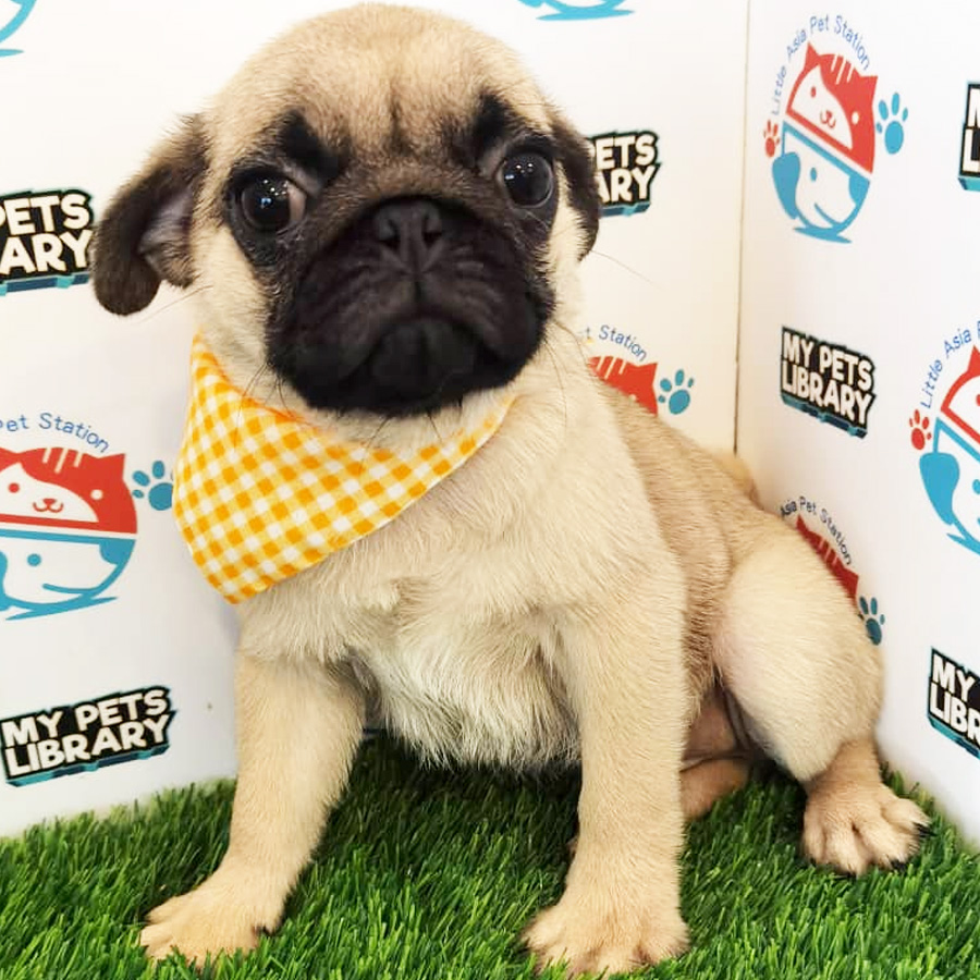 Pug Puppy (Male) For Sale
