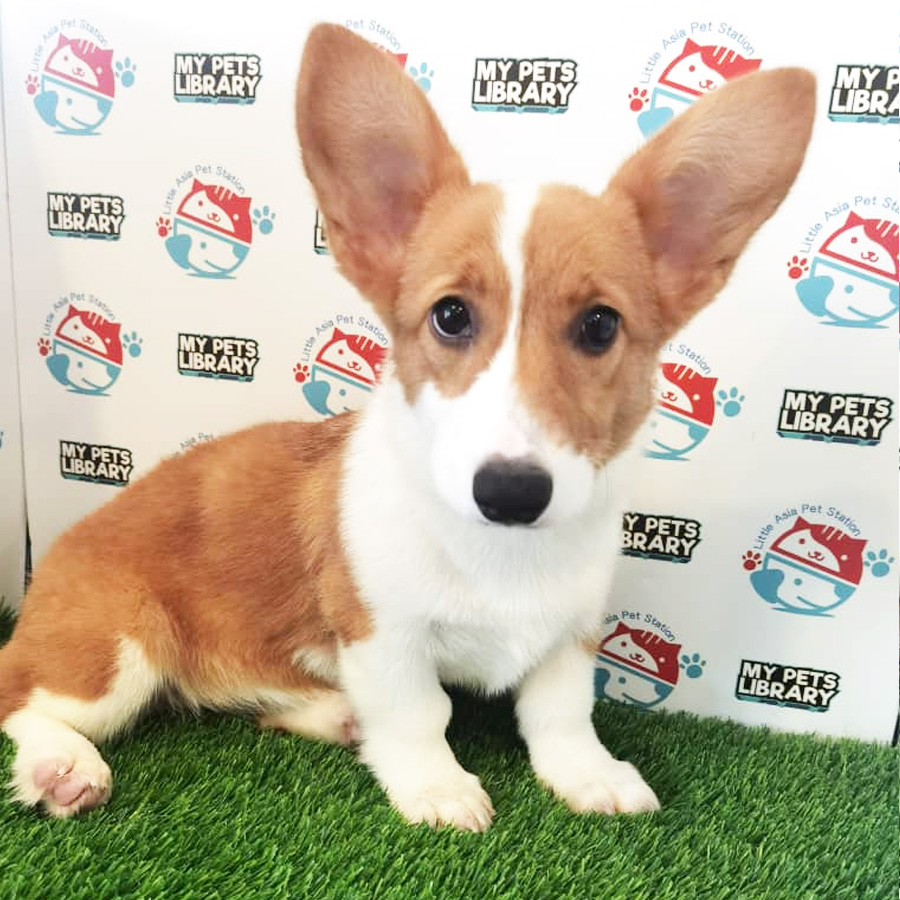 Welsh Corgi Puppy (Female) For Sale