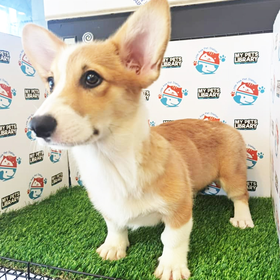Welsh Corgi Puppy (Female) For Sale