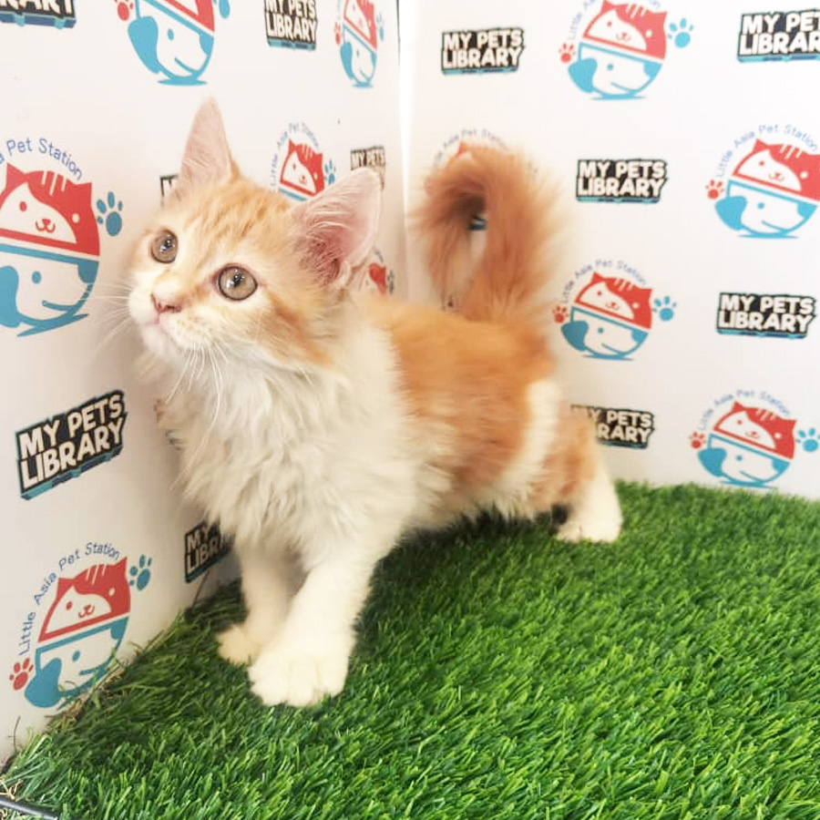 Persian Mix Kitten For Sale