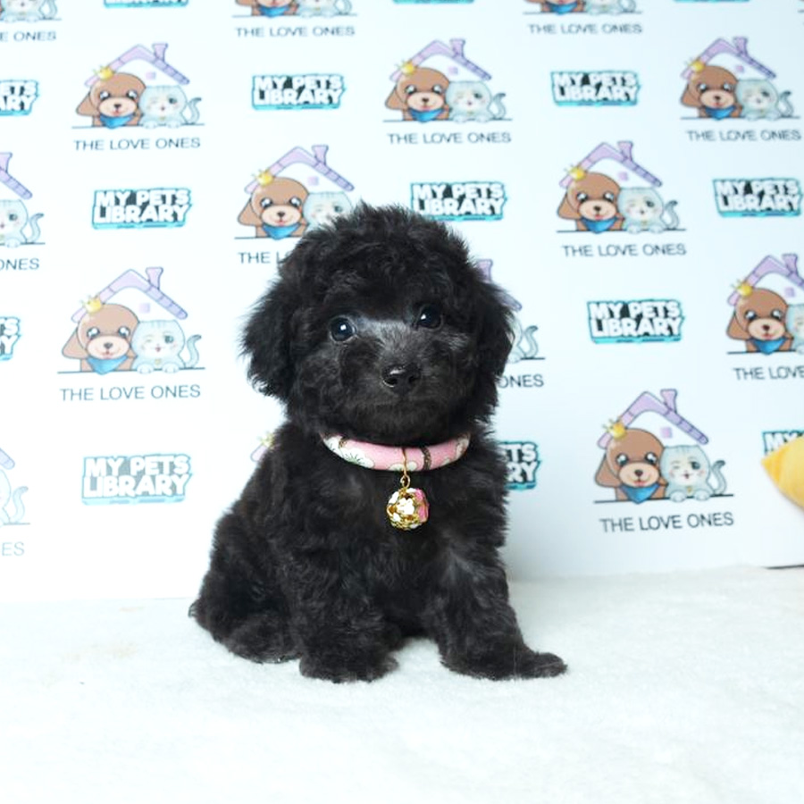 Toy Poodle Puppy (Female) For Sale