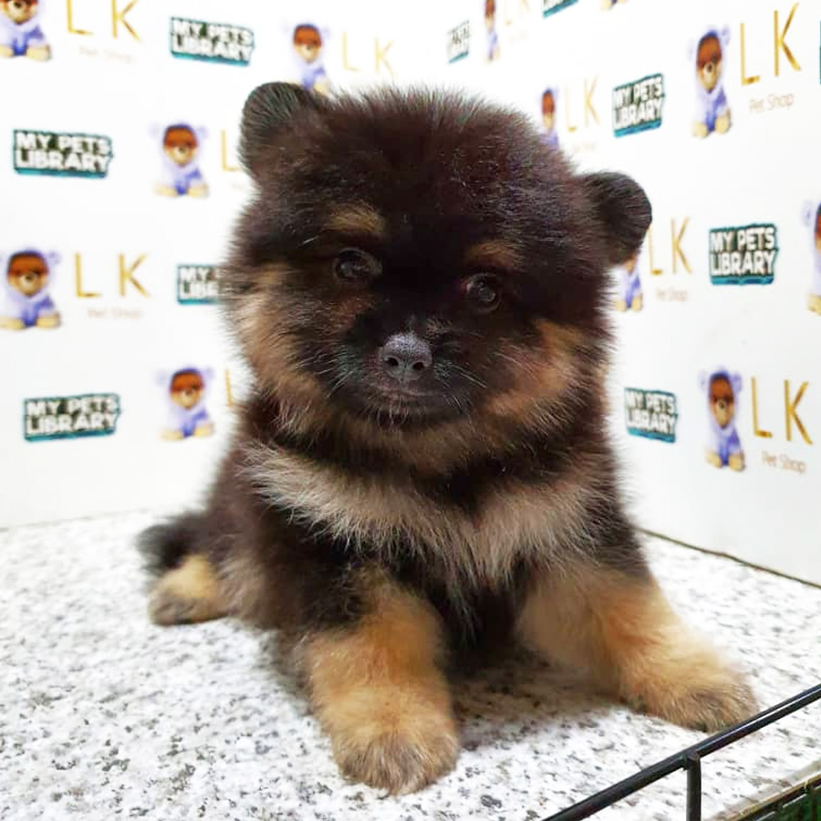 Pomeranian Puppy (Male) For Sale