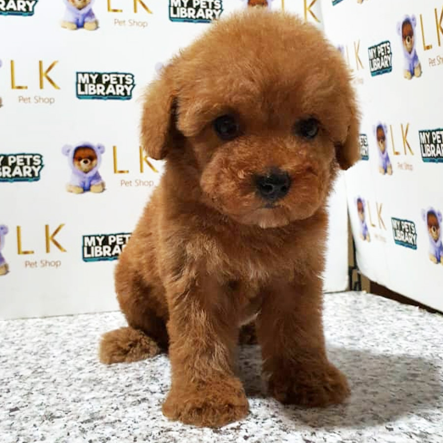 Toy Poodle Puppy (Female) For Sale