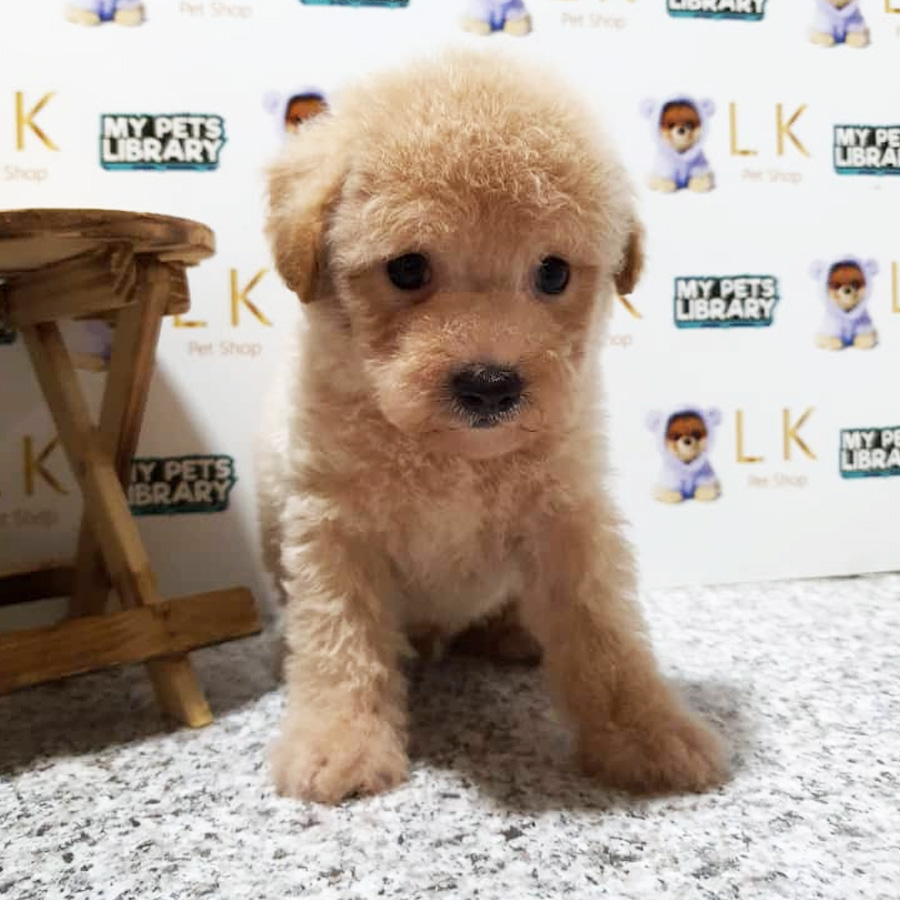Toy Poodle Puppy (Male) For Sale