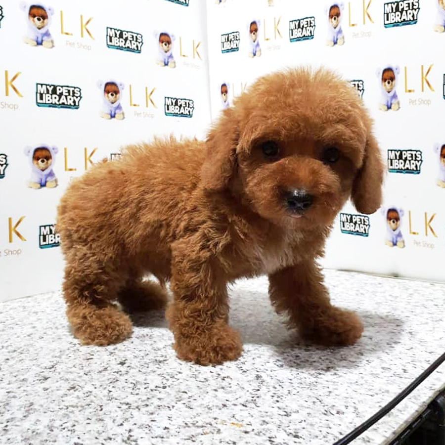 Toy Poodle Puppy (Male) For Sale