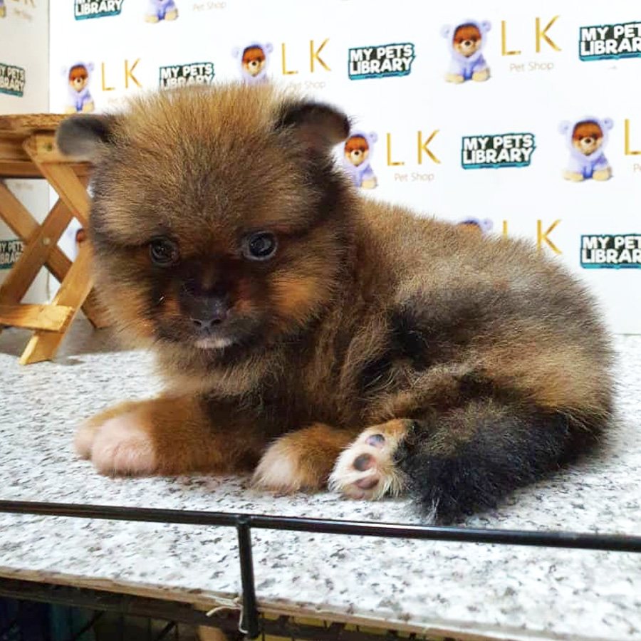 Pomeranian Puppy (Male) For Sale