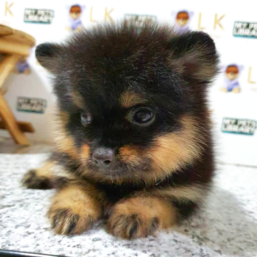 Pomeranian Puppy (Female) For Sale