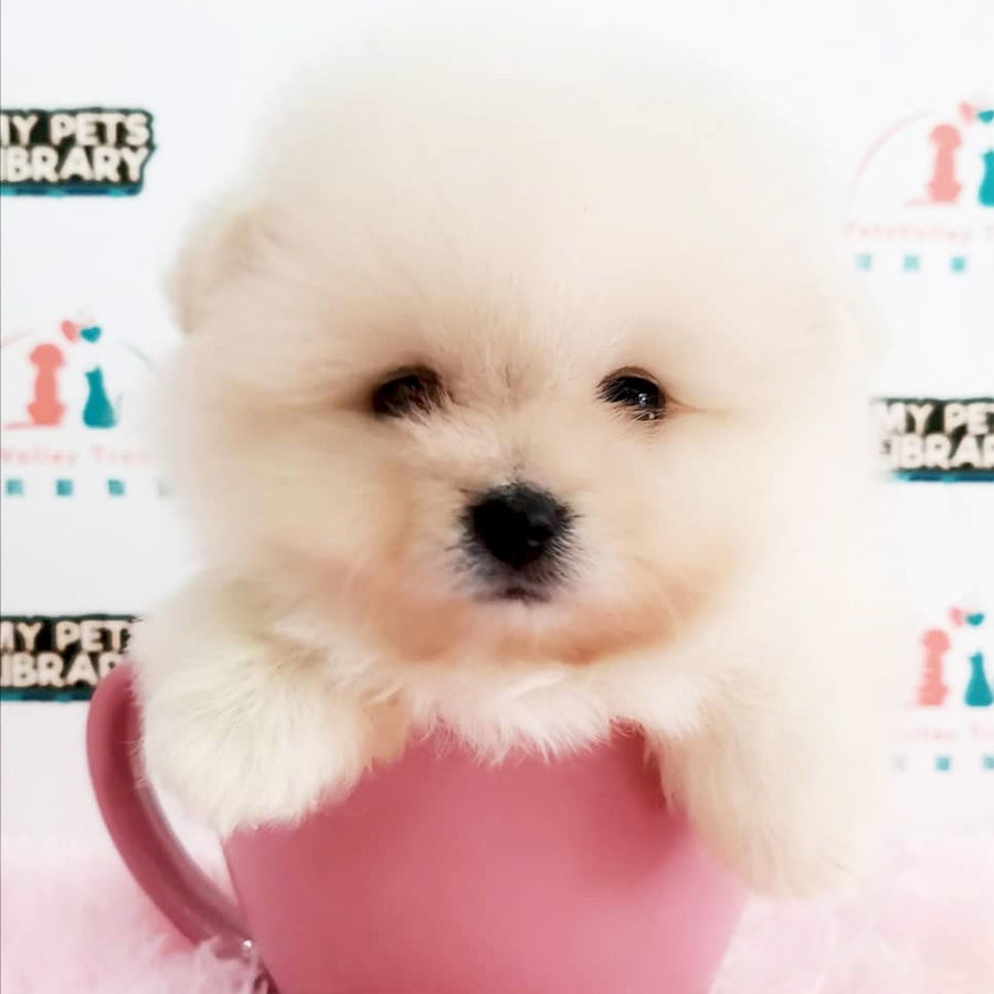 Pomeranian Puppy (Male) For Sale