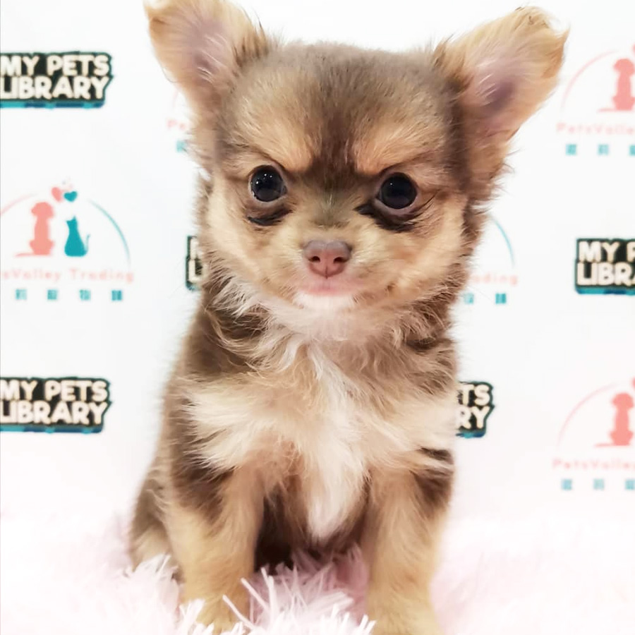Chihuahua Puppy For Sale