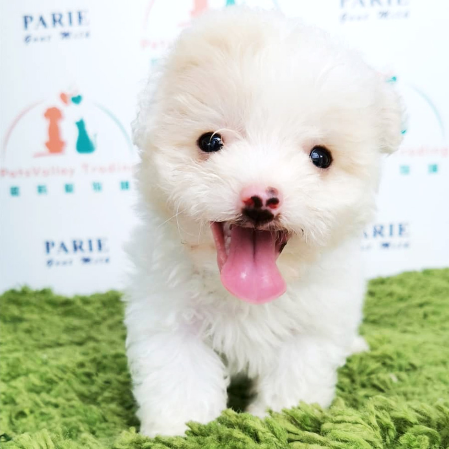 Toy Poodle Puppy (Female) For Sale