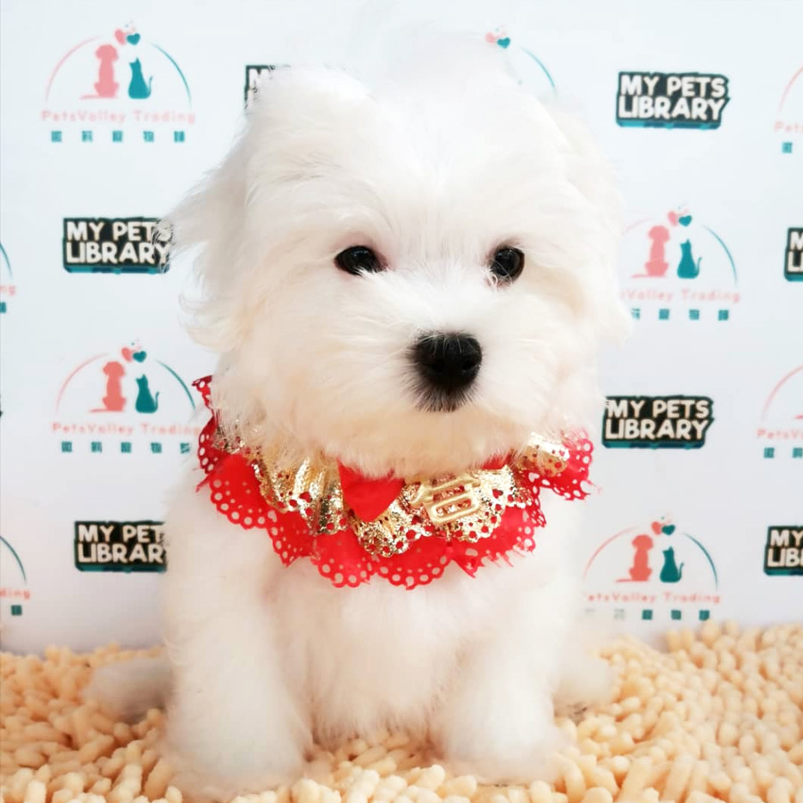 Maltese Puppy (Male) For Sale