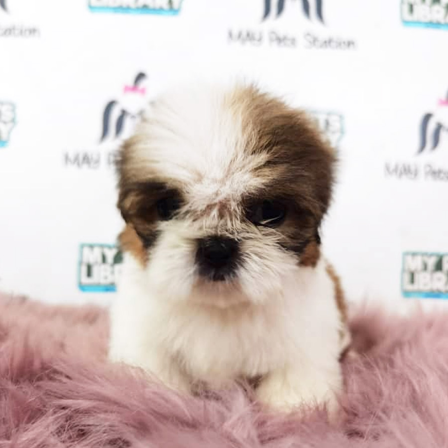 Shih Tzu Puppy (Female) For Sale
