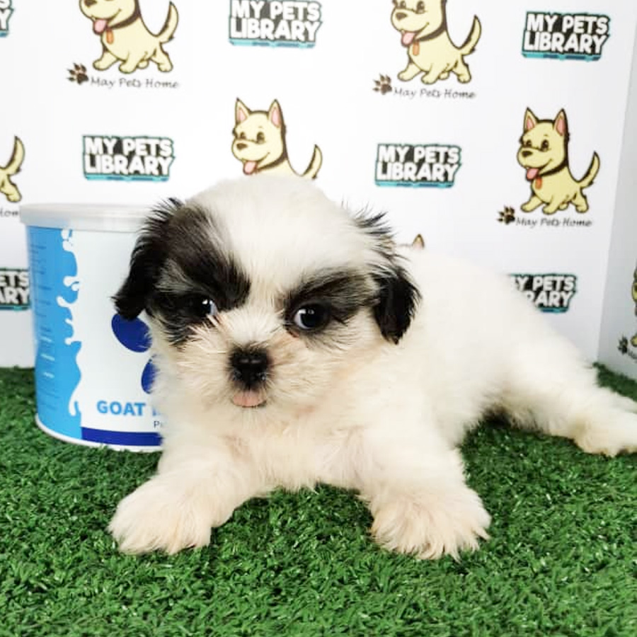Shih Tzu Puppy (Female) For Sale