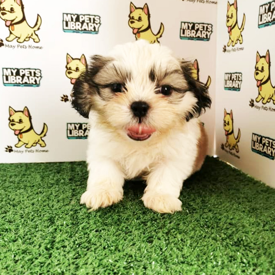 Shih Tzu Puppy (Male) For Sale