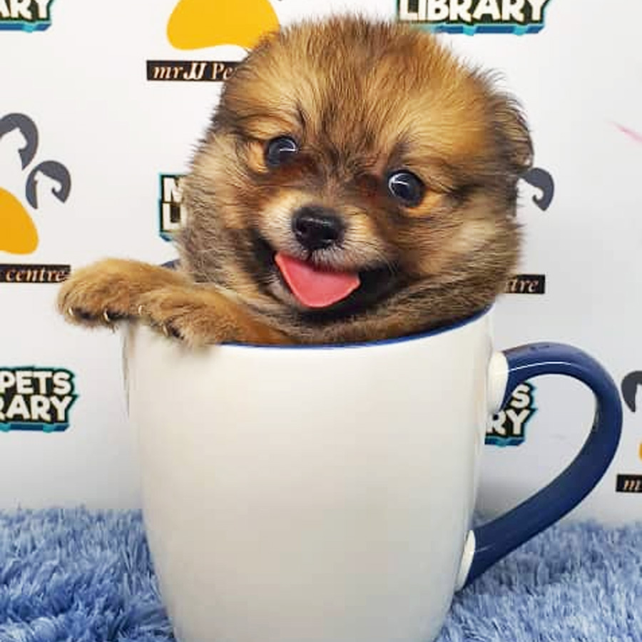 Pomchi Puppy For Sale