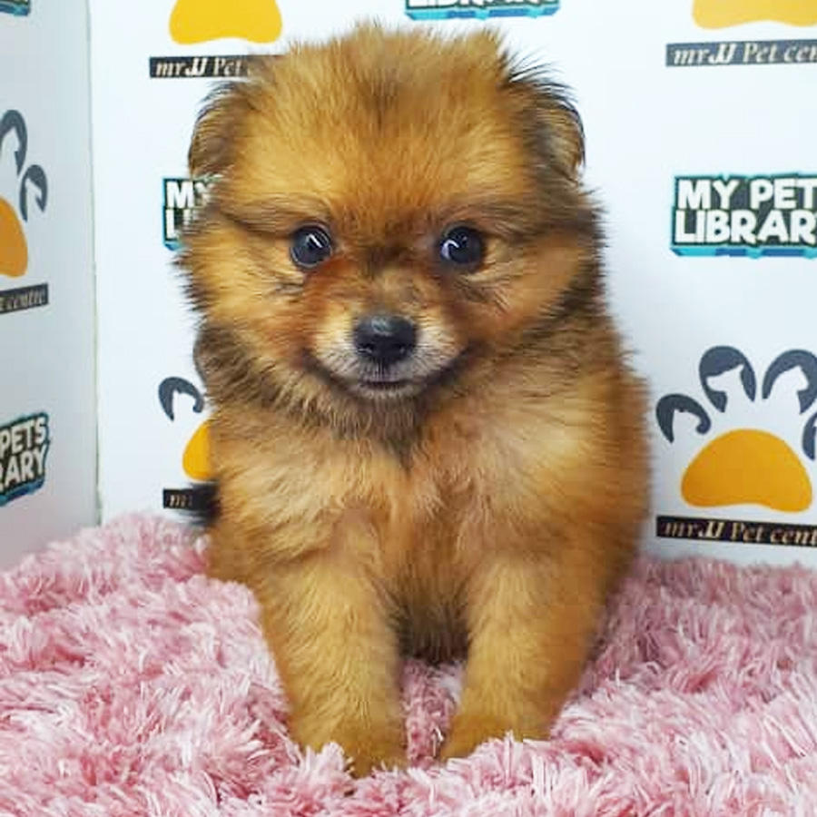 Pomchi Puppy For Sale