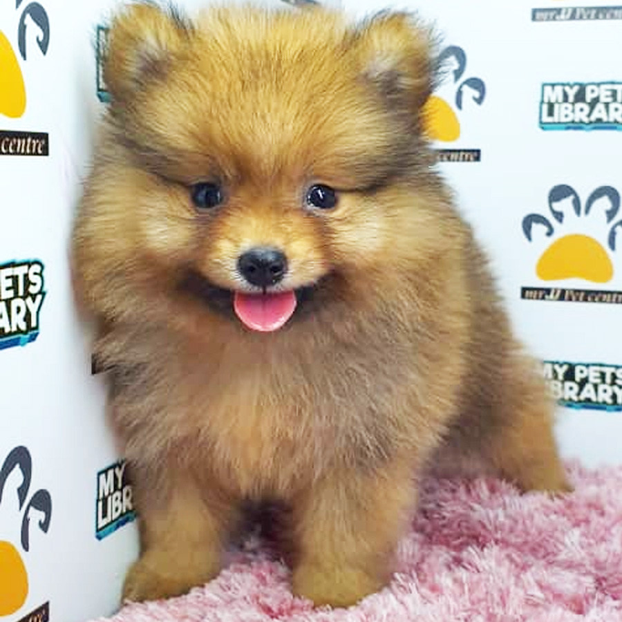 Pomeranian Puppy (Female) For Sale