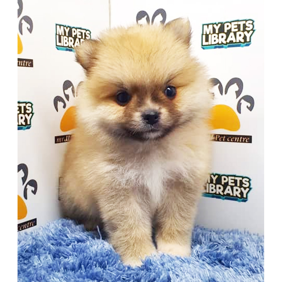Pomeranian Puppy (Male) For Sale
