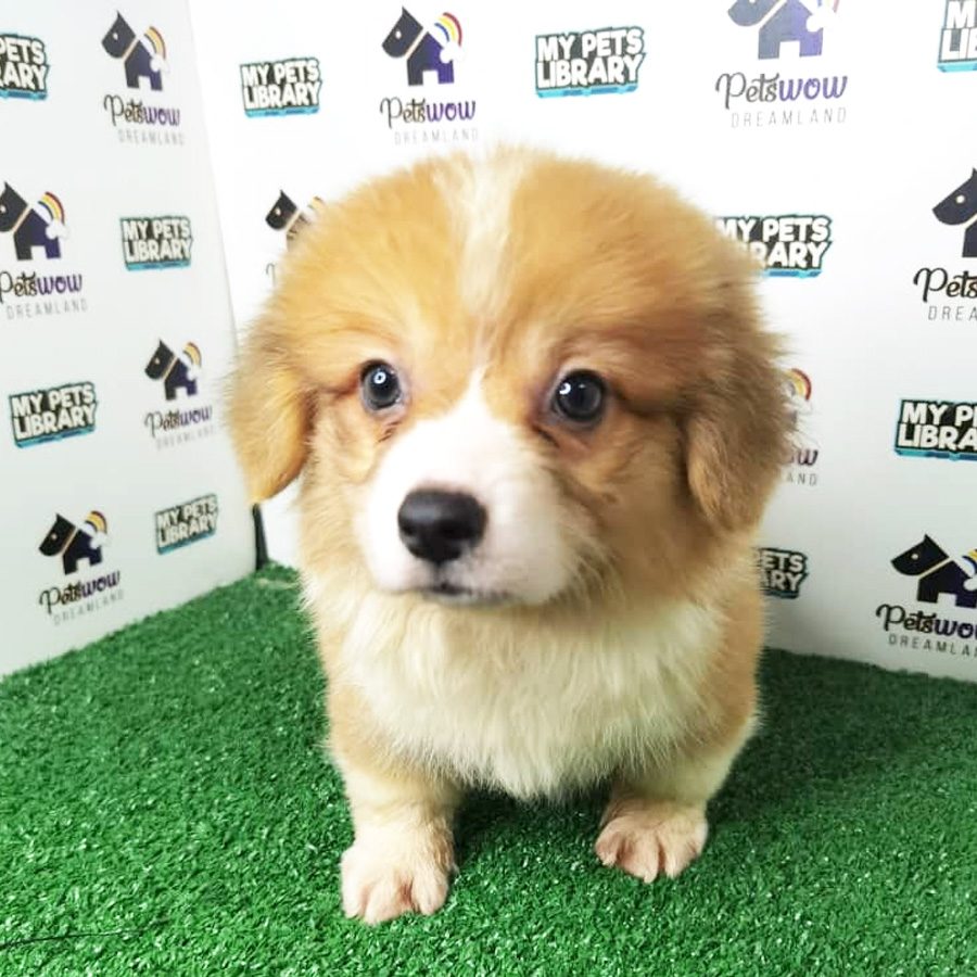 Pembroke Welsh Corgi Puppy (Male) For Sale