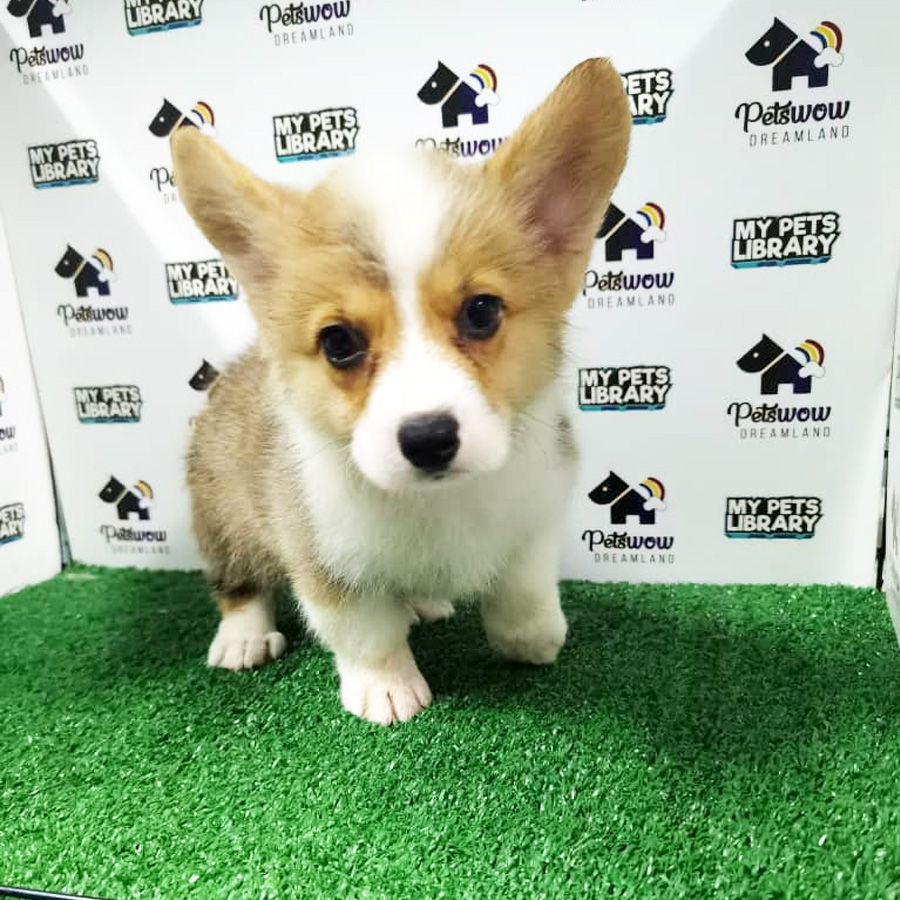 Pembroke Welsh Corgi Puppy (Male) For Sale