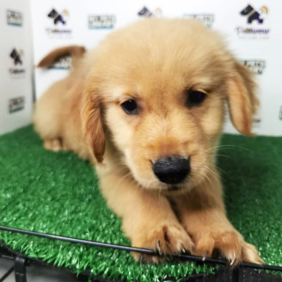 Golden Retriever Puppy (Male) For Sale
