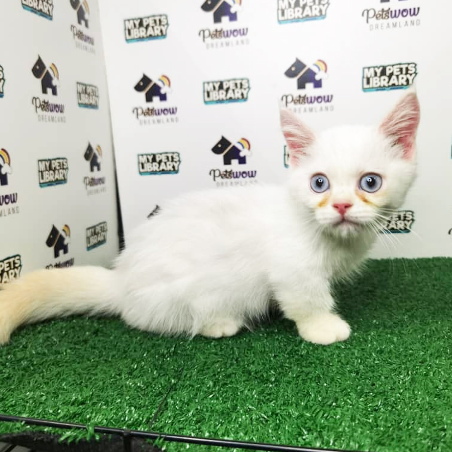 Munchkin Kitten For Sale