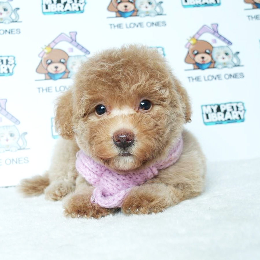 Toy Poodle Puppy (Female) For Sale