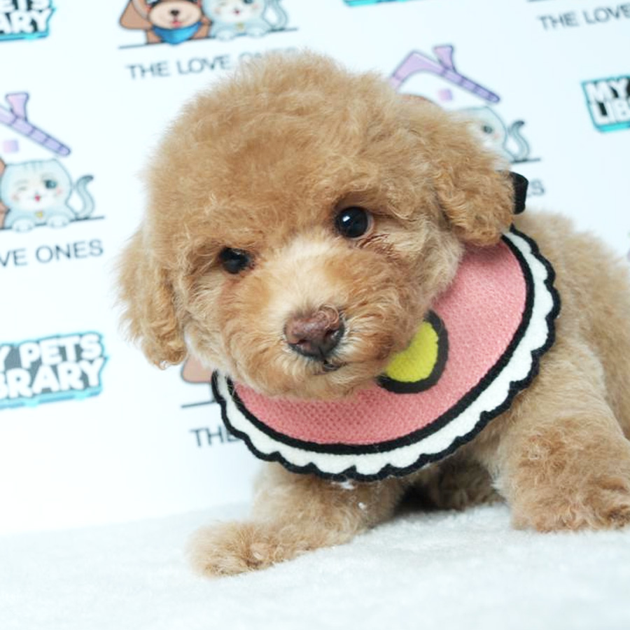 Toy Poodle Puppy (Female) For Sale