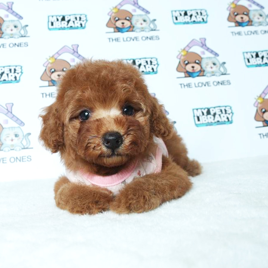 Toy Poodle Puppy (Female) For Sale