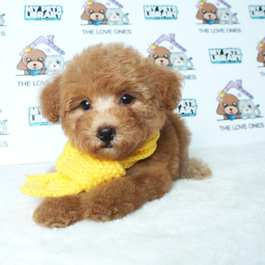 Toy Poodle Puppy (Female) For Sale